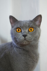 Porträt einer Britisch Kurzhaar Katze