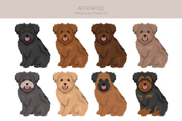 Affenpoo clipart. Affenpinscher Poodle mix. Different coat colors set.  Vector illustration