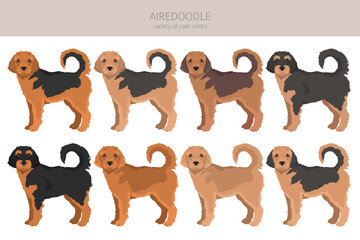 Airedale terrier Poodle mix. Airedoodle clipart. Different coat colors set.  Vector illustration