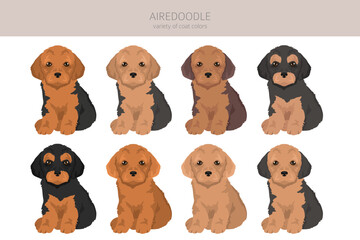 Airedale terrier Poodle mix. Airedoodle clipart. Different coat colors set.  Vector illustration