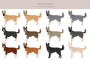 Akita Inu Siberian Husky mix. Akita Husky clipart. Different coat colors set.  Vector illustration