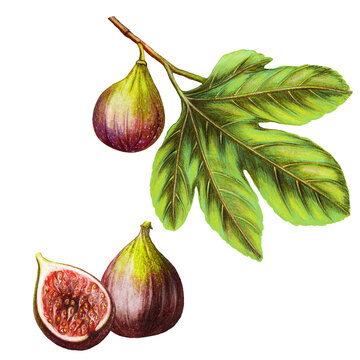 watercolor figs on branch with leaf clip art preview