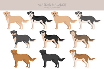 Alaskan Malador clipart. Alaskan Malamute Labrador Retriever mix. Different coat colors set.  Vector illustration