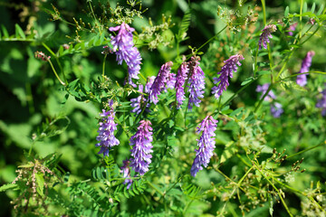 Fauna and flora of the Bieszczady National Park.