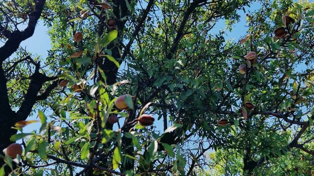 An almond tree hung with ripening green nuts against a sunny sky. Unripe green almonds hanging from the branches on a sunny day. Fresh green almond fruits on a tree, through the sun's rays. 4К