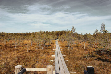 On the trail between bog, swamps, grass, lakes, forest. Beautiful Latvian landscape captured in the...
