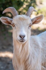 Fototapeta premium A majestic goat with striking horns stands proudly amid the natural surroundings, symbolizing strength and resilience.