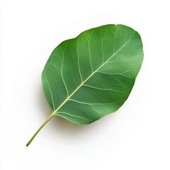 Tranquil Eucalyptus Leaf in Pristine Studio Setting