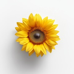 Fototapeta premium Vibrant and Symmetrical Yellow Sunflower in Bloom