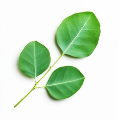 Obraz premium Vibrant Green Eucalyptus Leaves on White Background