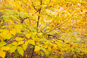Beautiful view of autumn leaves.