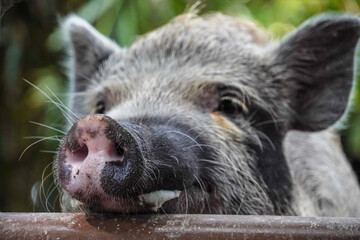 Close-up photo of adult mini pig face the ground during the day. Concept for World Animal Day
