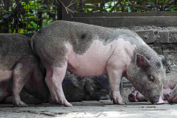 A group of mini pigs is sniffing the ground during the day. Concept for World Animal Day