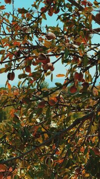 An almond tree hung with ripening green nuts against a sunny sky. Unripe green almonds hanging from the branches on a sunny day. Fresh green almond fruits on a tree, through the sun's rays. 4К