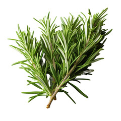 Fototapeta premium Rosemary isolated on transparent background