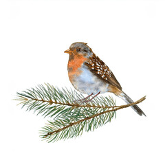 Watercolor illustration of a Robin bird perched gracefully on a fir branch. The robin's vibrant plumage stands out beautifully against a white background.