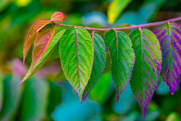 Selective focus of colourful leaves of Japanese snowball in the garden, Viburnum plicatum is a species of flowering plant in the family Adoxaceae, Natural pattern texture, Autumn background.