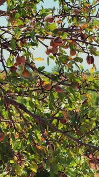 An almond tree hung with ripening green nuts against a sunny sky. Unripe green almonds hanging from the branches on a sunny day. Fresh green almond fruits on a tree, through the sun's rays. 4К