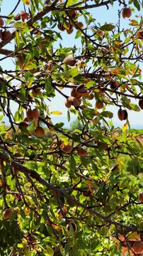 An almond tree hung with ripening green nuts against a sunny sky. Unripe green almonds hanging from the branches on a sunny day. Fresh green almond fruits on a tree, through the sun's rays. 4К