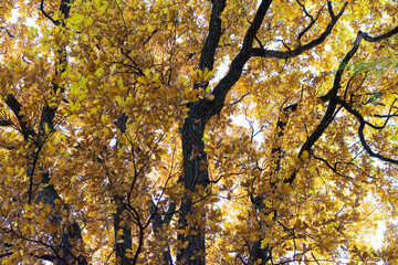 Beautiful autumn landscape in warm yellow and orange colors