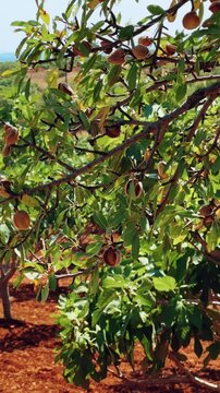 An almond tree hung with ripening green nuts against a sunny sky. Unripe green almonds hanging from the branches on a sunny day. Fresh green almond fruits on a tree, through the sun's rays. 4К