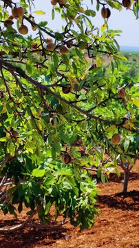 An almond tree hung with ripening green nuts against a sunny sky. Unripe green almonds hanging from the branches on a sunny day. Fresh green almond fruits on a tree, through the sun's rays. 4К