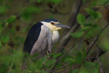 Wildlife, birds. Black-Crowned Night Heron (Nycticorax nycticorax) They nest in tall trees, bushes and reeds. They usually feed on fish, amphibians, reptiles, insects and spiders.