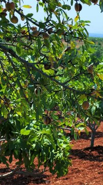 An almond tree hung with ripening green nuts against a sunny sky. Unripe green almonds hanging from the branches on a sunny day. Fresh green almond fruits on a tree, through the sun's rays. 4К