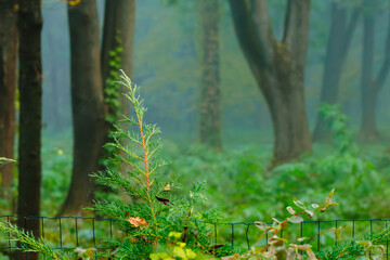 Fototapeta premium misty landscaped design flower bed evergreen plant foreground dramatic woods atmospheric environment space of spring rain forest