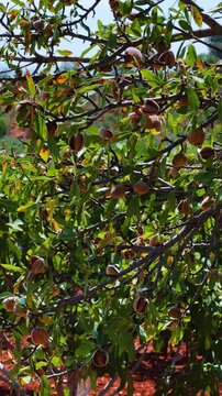 An almond tree hung with ripening green nuts against a sunny sky. Unripe green almonds hanging from the branches on a sunny day. Fresh green almond fruits on a tree, through the sun's rays. 4К