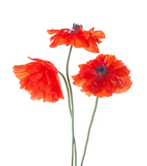 Three  red Poppies isolated on white background.