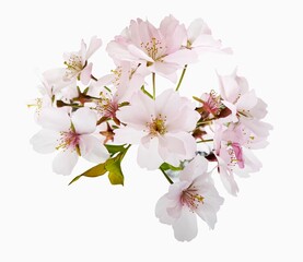 Fototapeta premium Sakura flowers, cherry blossom branch, isolated on white