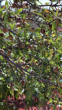 An almond tree hung with ripening green nuts against a sunny sky. Unripe green almonds hanging from the branches on a sunny day. Fresh green almond fruits on a tree, through the sun's rays. 4К
