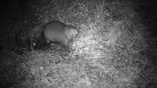 The beaver emerges from its den at night, looks around and listens to its surroundings