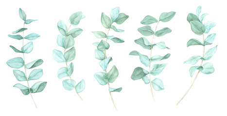 Multiple eucalyptus branches in watercolor style, showcasing delicate leaves. Floral Clipart Ideal for stationery, social media graphics, or eco-product branding. Complements natural-themed designs