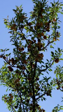 An almond tree hung with ripening green nuts against a sunny sky. Unripe green almonds hanging from the branches on a sunny day. Fresh green almond fruits on a tree, through the sun's rays. 4К