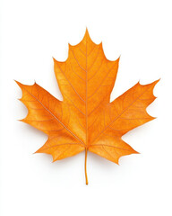 Obraz premium vibrant orange maple leaf on white background, showcasing its intricate veins and texture, perfect for autumn themes