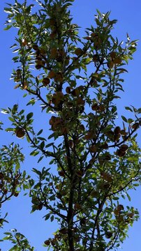 An almond tree hung with ripening green nuts against a sunny sky. Unripe green almonds hanging from the branches on a sunny day. Fresh green almond fruits on a tree, through the sun's rays. 4К