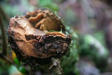 Splintered 01