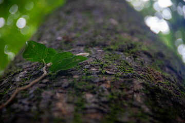 Vine on a Mossy Trunk: Left