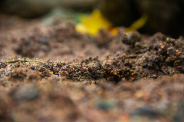 Creek Dirt Macro Background 01
