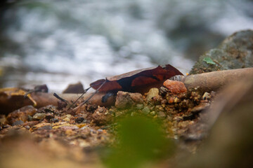 Fallen Leaf Macro Background