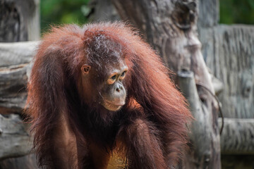 Orangutan Kalimantan (Pongo pygmaeus) activities during the day at the zoo. Concept for World Animal Day