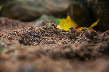 Creek Dirt Macro Background 02