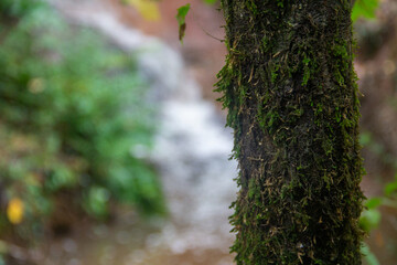 Mossy Tree and Waterfall 01