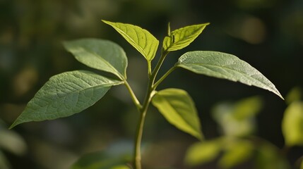 Close up of the stem and leaves of an invasive plant species showcasing its distinct features and growth characteristics