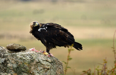 agila imperial sobre una roca en el campo