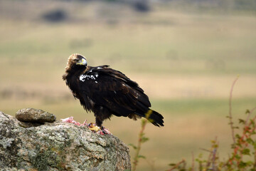 agila imperial sobre una roca en el campo