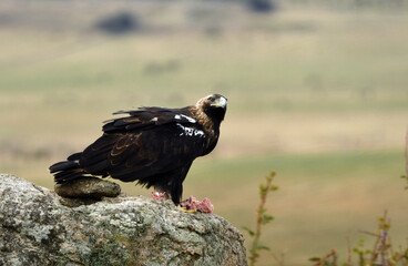 agila imperial sobre una roca en el campo