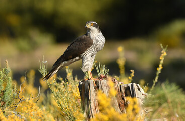 azor adulto en el bosque de pinos